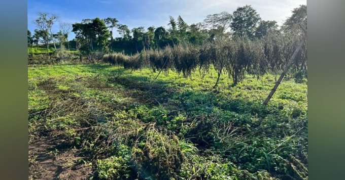 SENAD destruyó tres campamentos narcos en Amambay