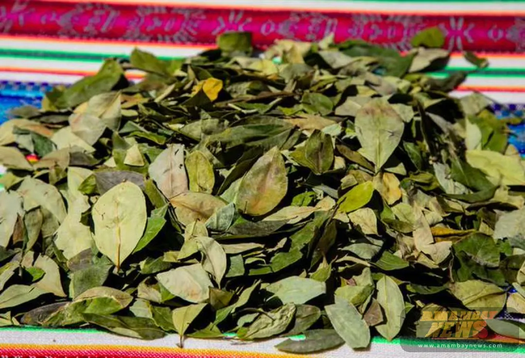 La OMS convoca a la conformación del equipo científico para realizar el examen crítico de la hoja de coca