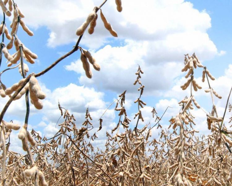 Envíos de productos primarios cierran en positivo al mes de febrero