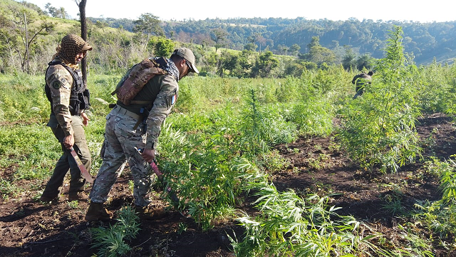 «Nueva Alianza» desmantela 20 campamentos narcos y 28 hectáreas de cultivo de marihuana