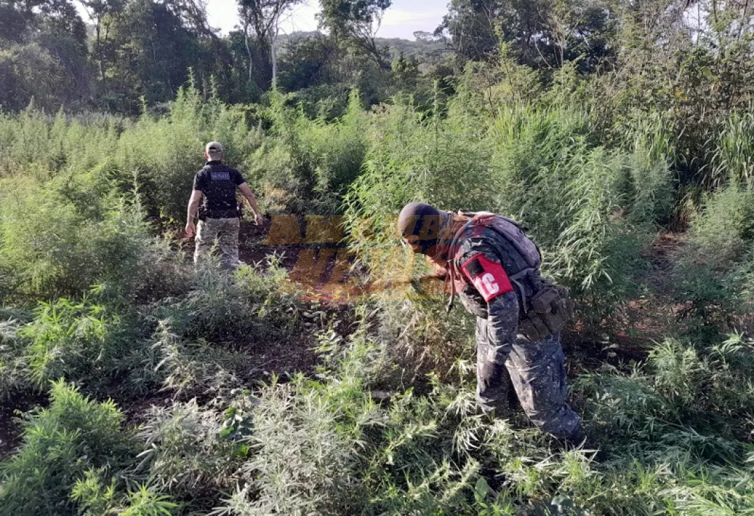 Fiscalía acompaña destrucción de cultivo de marihuana en Bella Vista Norte
