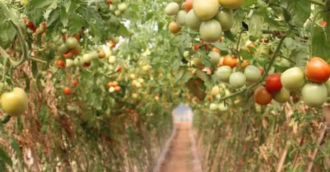 Prevén exportar tomate nacional a Argentina durante todo el año: “Estamos preparados”