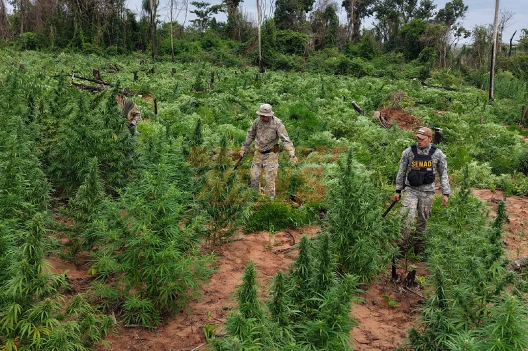 SENAD intensifica ofensiva contra estructuras criminales en Amambay, Canindeyú y Caaguazú