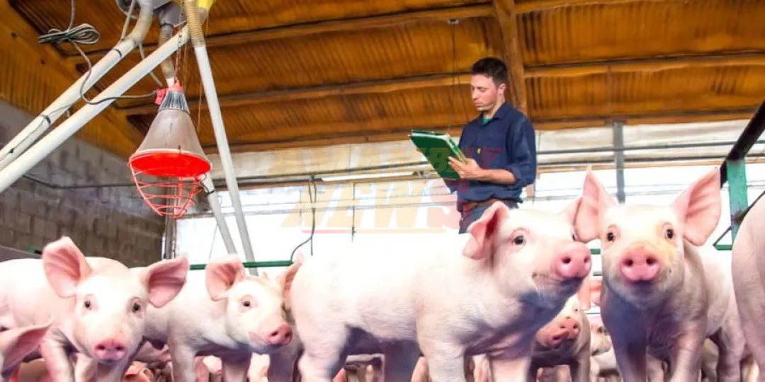 Buscan consolidar la exportación de carne porcina con finaciamiento a 100 granjas