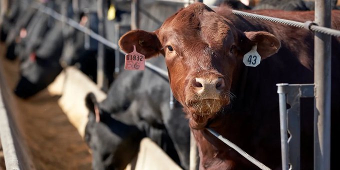 Productores de carne denuncian que pequeño grupo controla casi toda la faena