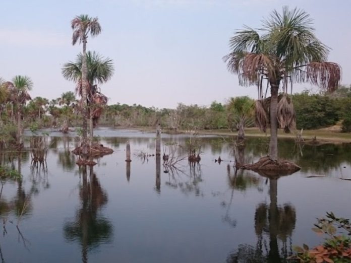 Brasil: Preocupa bajo nivel del río Paraguay en zona del Pantanal