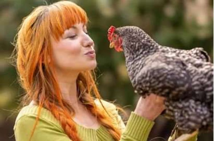 "Dejen de besar a los pollos", piden las autoridades sanitarias de EEUU