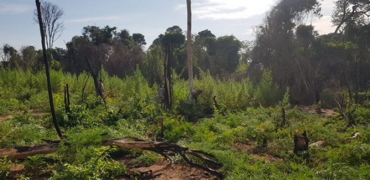 Caaguazú: destruyen 7 hectáreas de marihuana en zona de Colonia Bella Vista