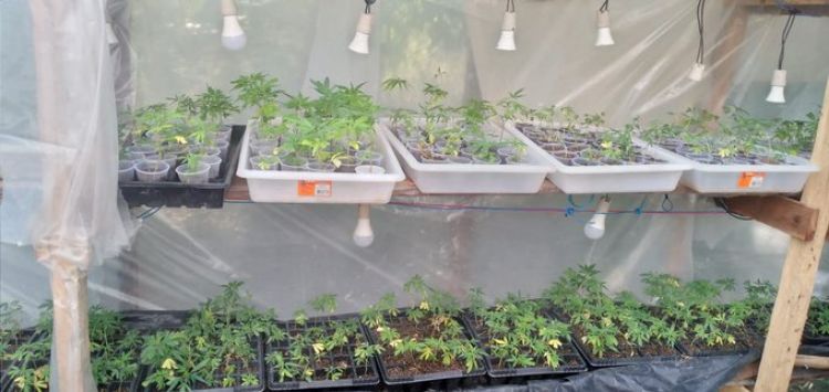 Destruyen más de 10 mil plantas de marihuana