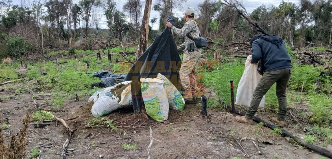 Senad elimina 12 toneladas de marihuana en el frente Caaguazú
