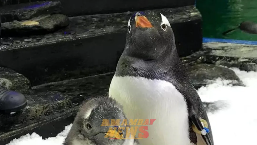 Murió Sphen, el famoso pingüino gay australiano