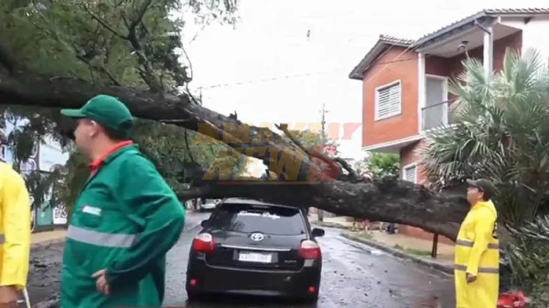 Conductor viral: Nueva versión tras chocar contra árbol caído