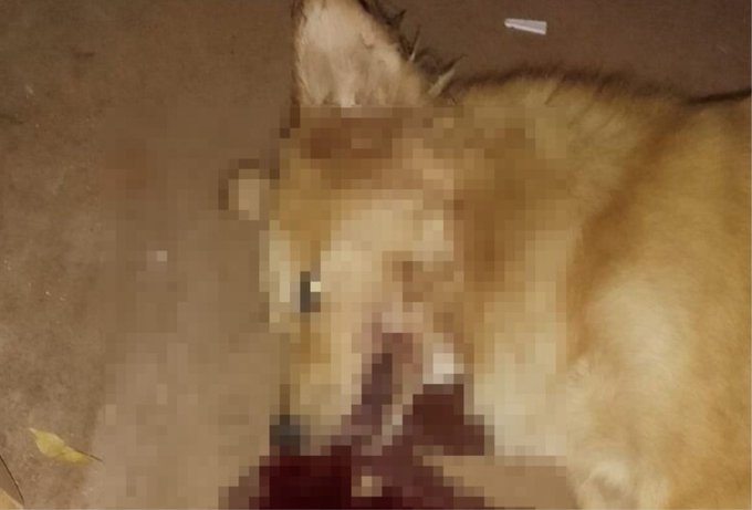 Policía habría matado de un balazo a perro que le «robó un pedazo de carne» en Caaguazú