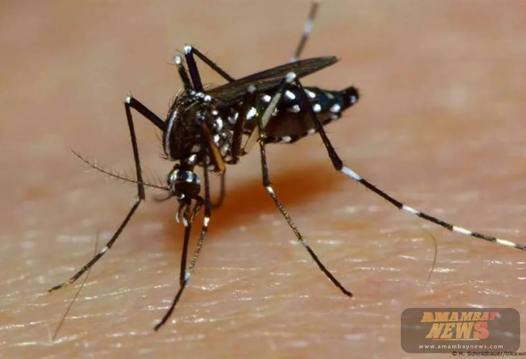Brasil registra la primera muerte fetal por el virus de oropouche