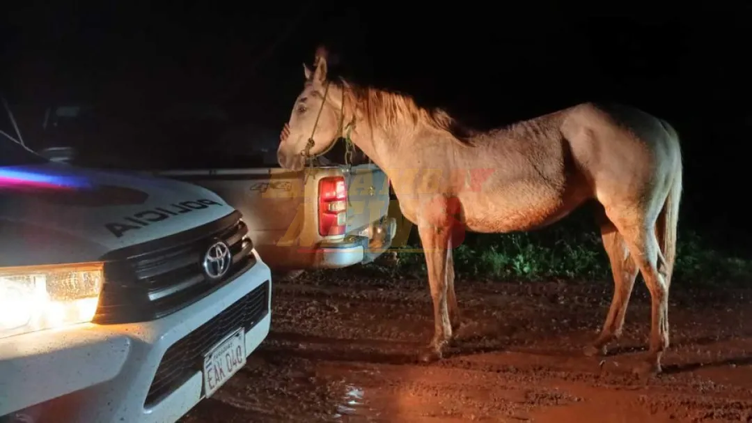 Rescatan valioso caballo de carrera