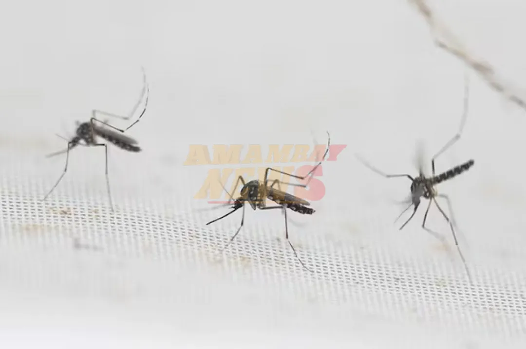 Alerta por dengue: Paraguay podría enfrentar un verano complicado