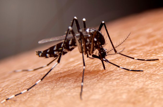 Reportan disminución de los casos de Chikungunya y Dengue en Concepción