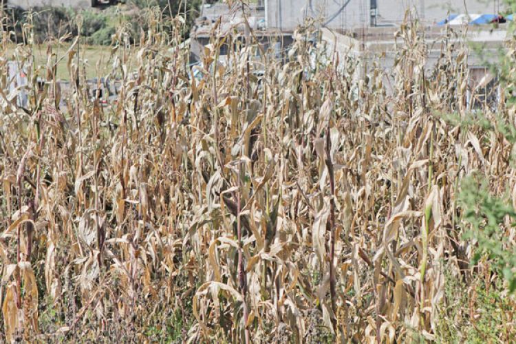 El frío se ensaña con el campo