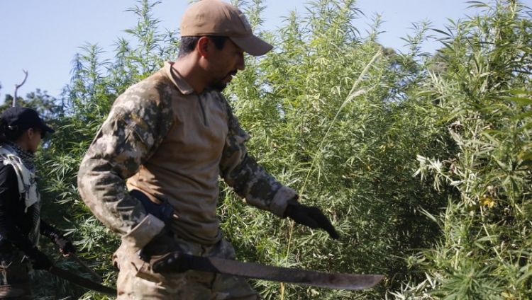 Hallan 7 mil kilos de droga en la reserva San Rafael en Itapua