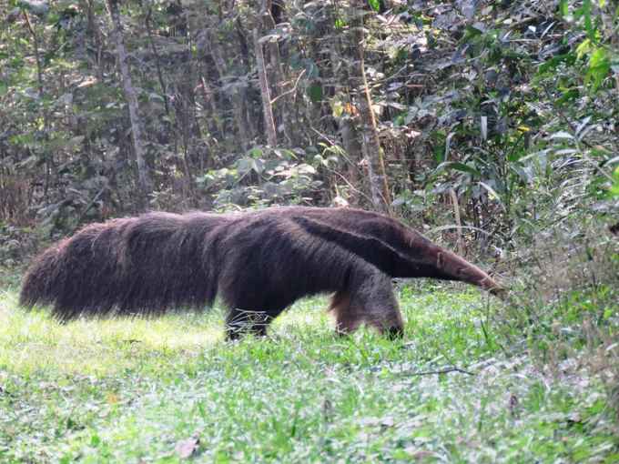 Avistan oso hormiguero gigante en una de las áreas protegidas de Itaipu