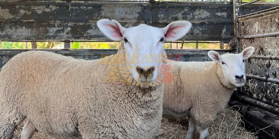 Paraguay concreta su primera exportación de ovinos Texel a Uruguay