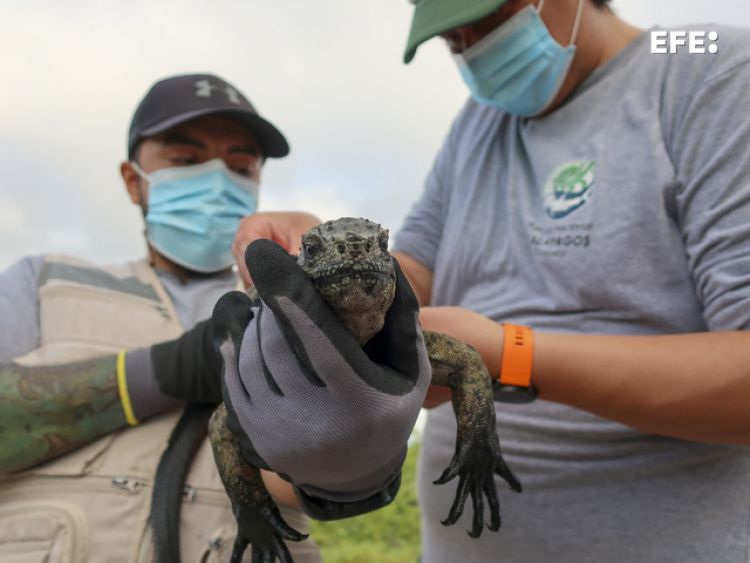 Tras el rastro de la iguana de Galápagos, el único lagarto marino del mundo