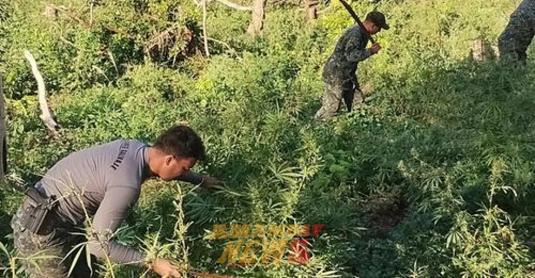 Eliminan 680 cultivos de marihuana en Canindeyú con cooperación internacional
