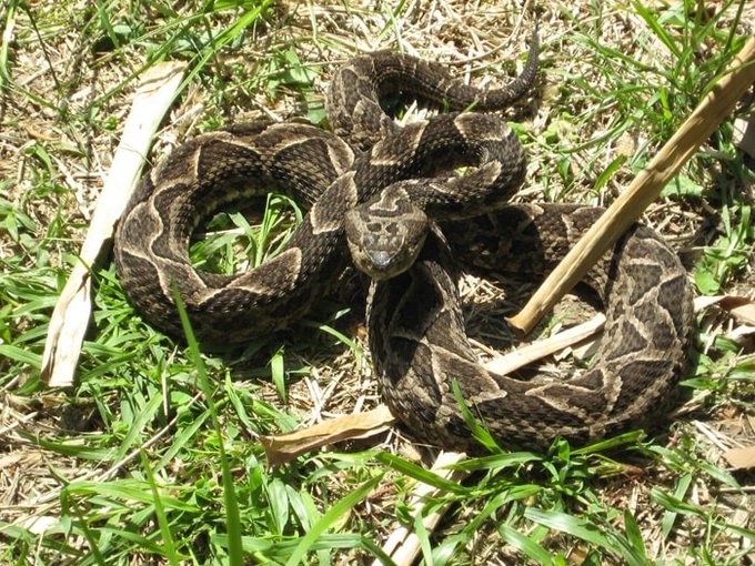 Amambay: Niña de 6 años fallece por mordedura de serpiente