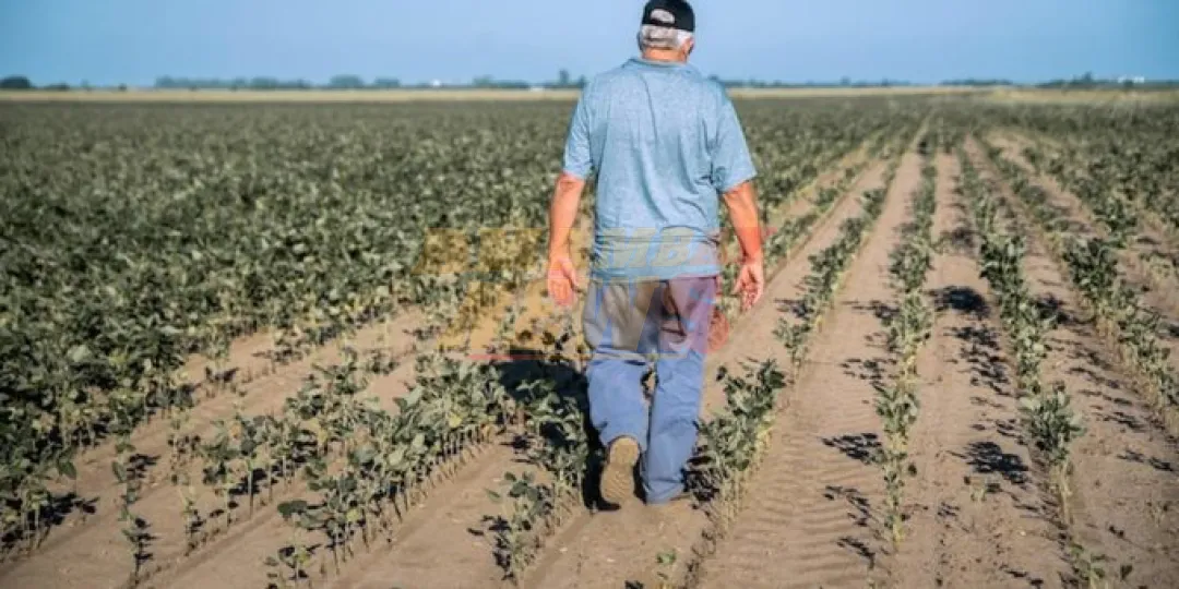 Sequía avanza en el campo y crece la incertidumbre de los productores