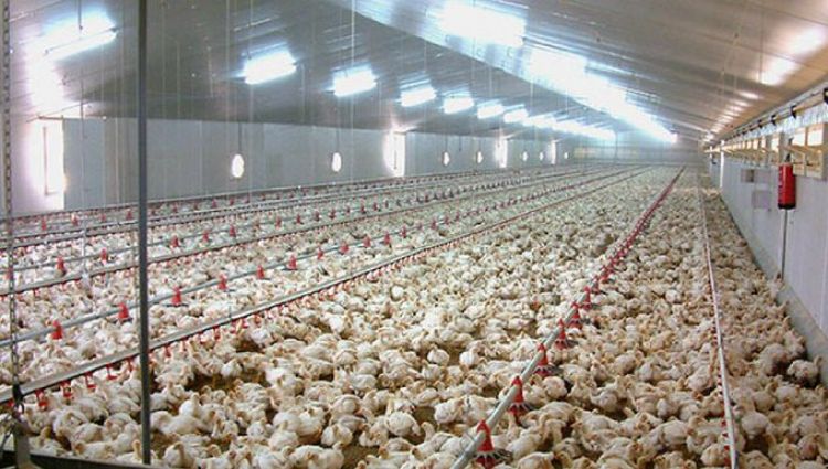 Cierres de ruta ponen en riesgo la producción avícola