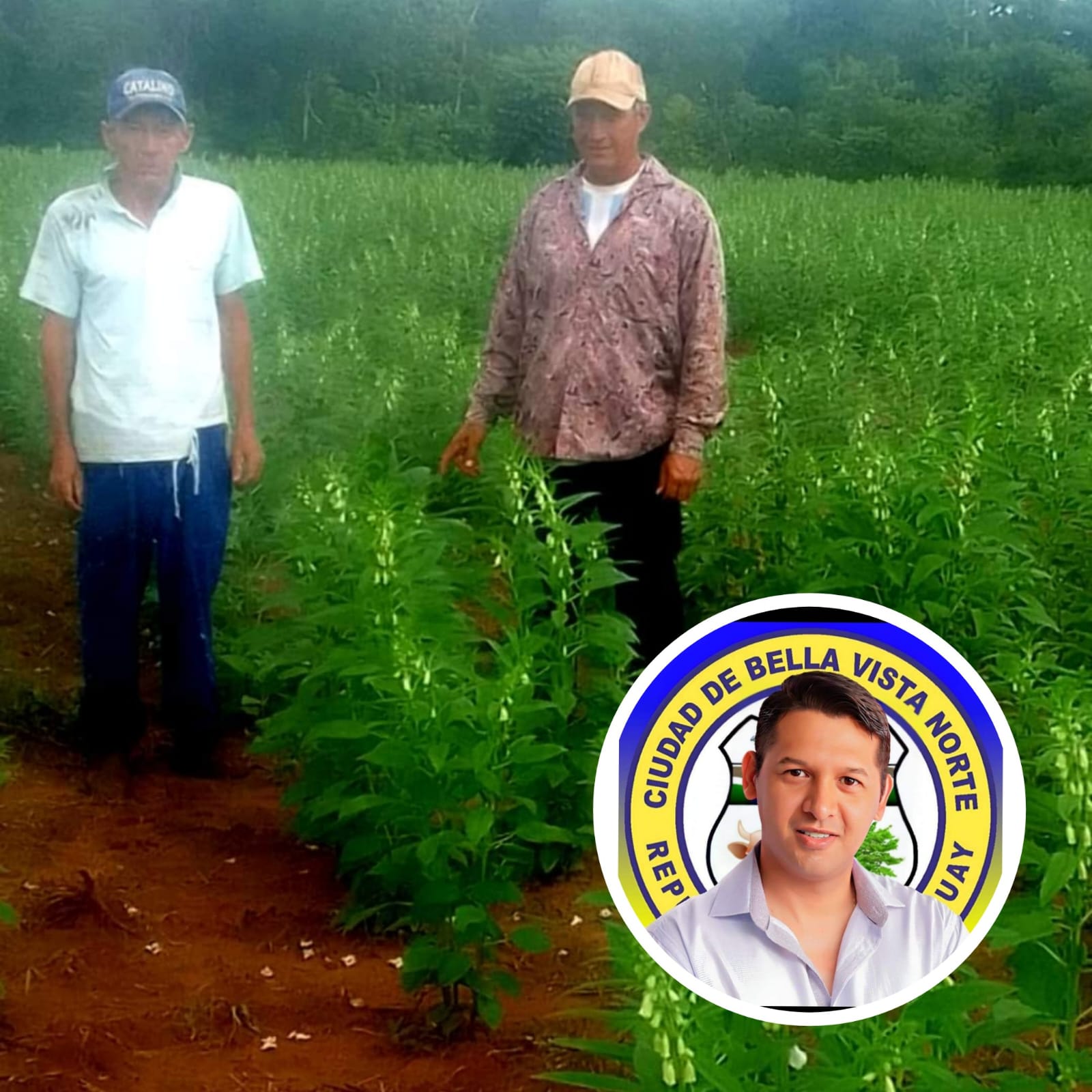 Concejal liberal impulsa producción y comercialización de sésamo en Bella Vista Norte