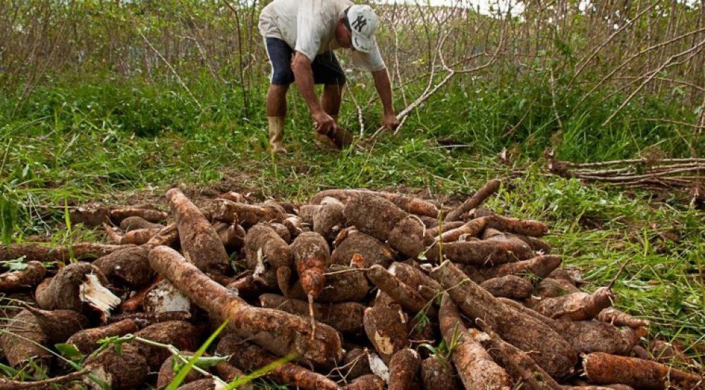 Productor de mandioca no puede ante crisis y se verá forzado a destruir 6 hectáreas de cultivo