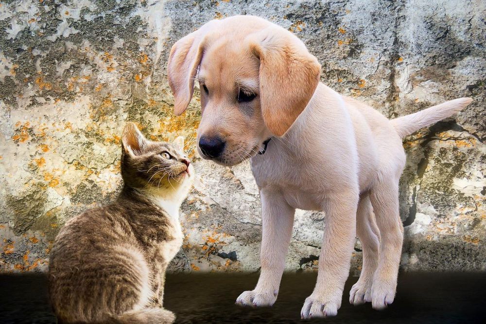 Ejecutivo crea Dirección Nacional de Defensa, Salud y Bienestar Animal