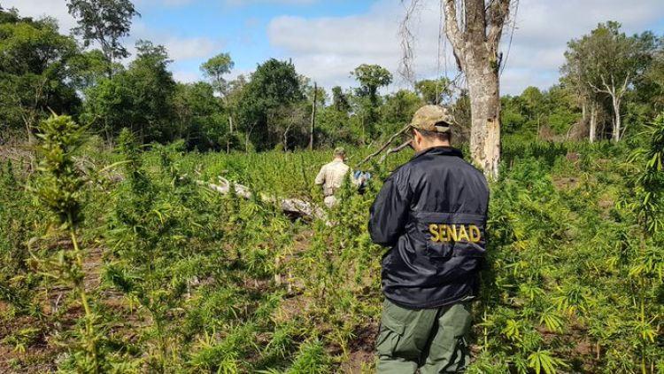Empezó el operativo multiagencial Cielo Guaraní Soberano con la misión de afectar el narcotráfico y proteger el medio ambiente