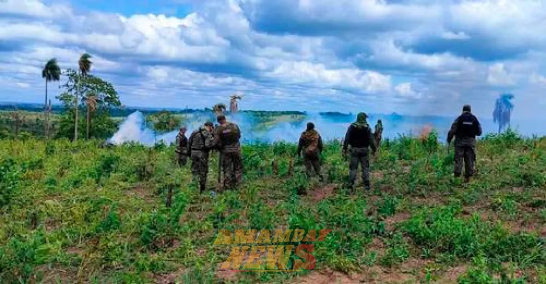 Destruyen 27 hectáreas de marihuana en Yhú