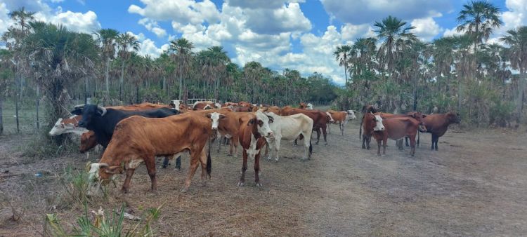 Recuperan 42 animales vacunos presuntamente hurtados en Fuerte Olimpo