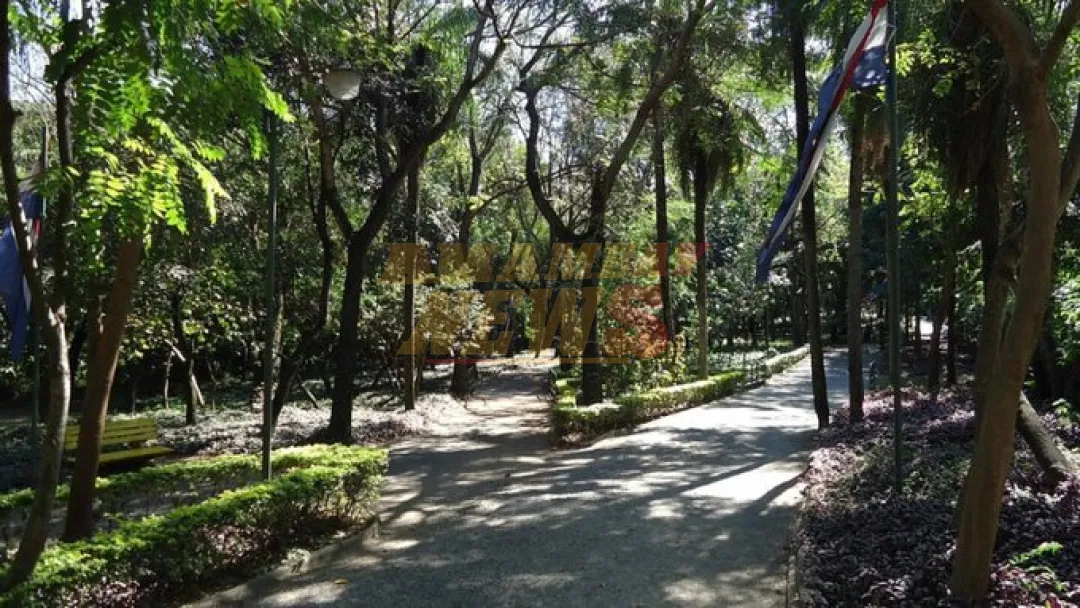 Árboles y parques: aliados invisibles del bienestar humano