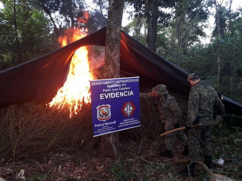 Destruyen cultivo de marihuana en la Colonia María Auxiliadora