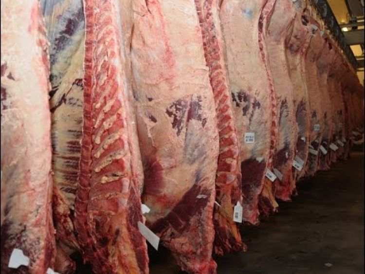 Envío de carne arrancó con la mejor cifra en cinco años