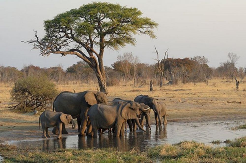 Al menos 200 elefantes mueren de hambre en el mayor parque de Zimbabue