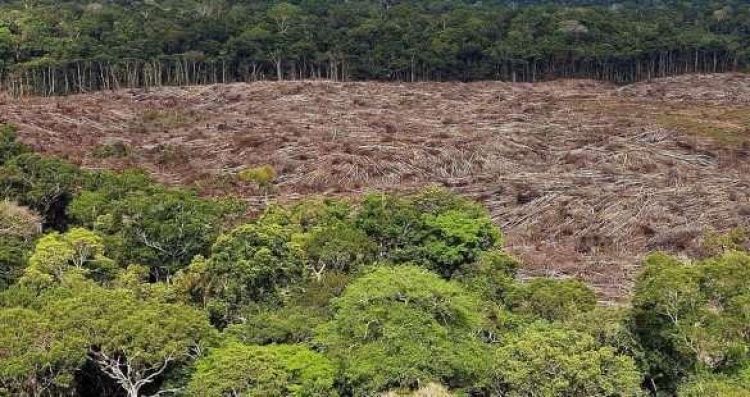Un 94% de la deforestación en la Amazonia de Brasil es ilegal