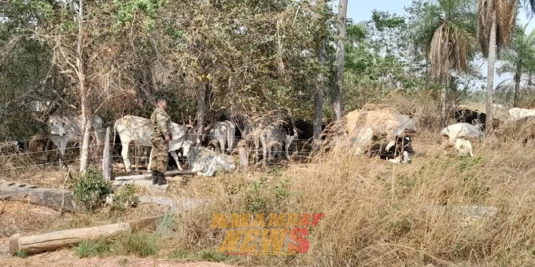 Recuperan 150 animales robados en una estancia tras intento de abigeato