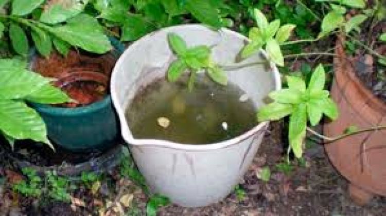 Piden eliminar criaderos de mosquitos para evitar brote de dengue