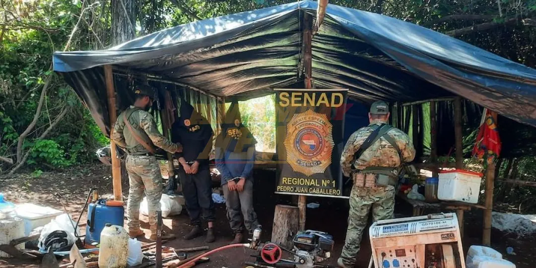 Caen dos colombianos expertos en producir marihuana skunk: tenían 18.000 plantines