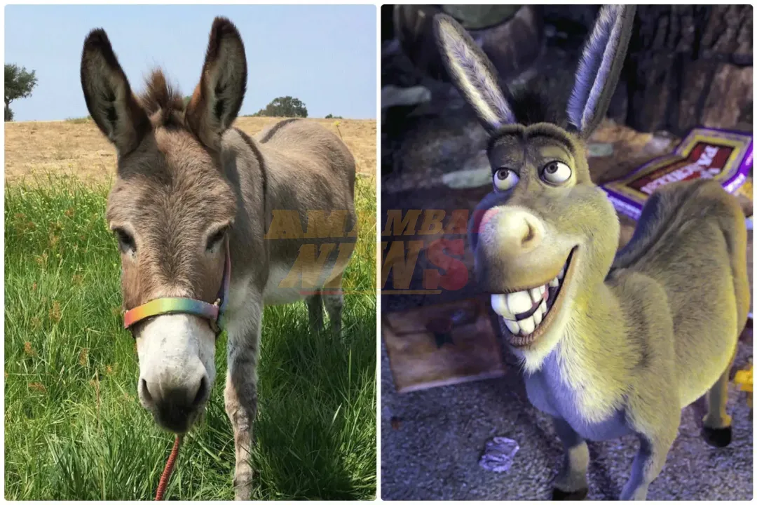 Murió Perry, el animal que inspiró el personaje de ‘Burro’ en la saga de ‘Shrek’