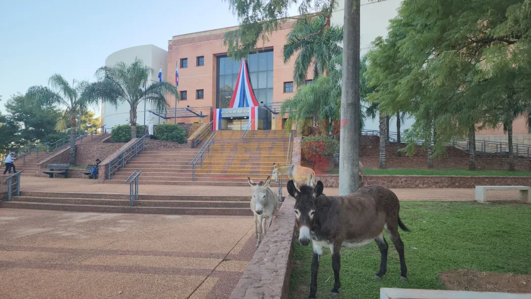 Borricos invaden espacio público frente al Palacio de Justicia de Concepción