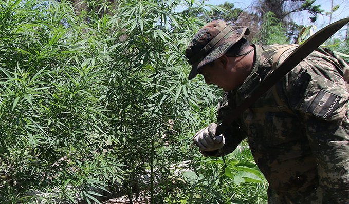 Indígenas desplazan a campesinos en cultivo de marihuana y trazan nuevo mapa del negocio, afirman
