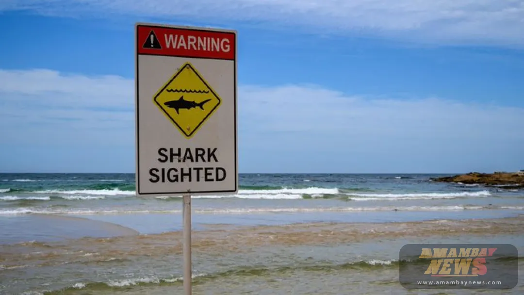 Un tiburón de tres metros le arranca una pierna a un surfista en Australia