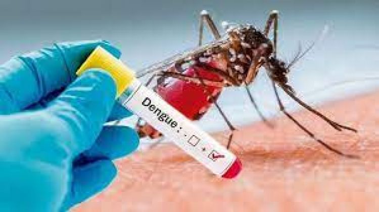 Salud recibe unas 374 notificaciones de casos de dengue por semana