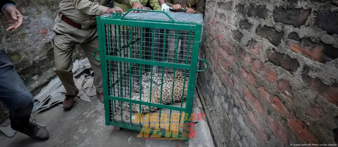 ¿Cómo puede India detener los ataques mortales de leopardos?